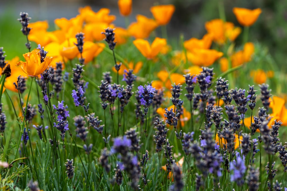 Lavender and poppies post image