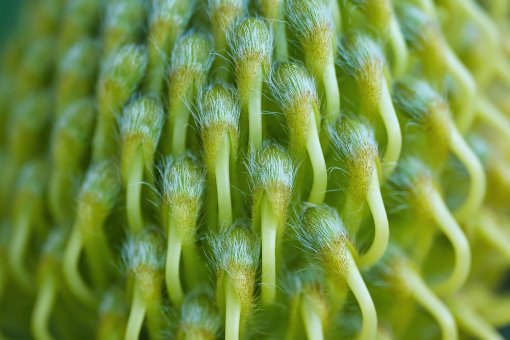 Leucospermum bud post image