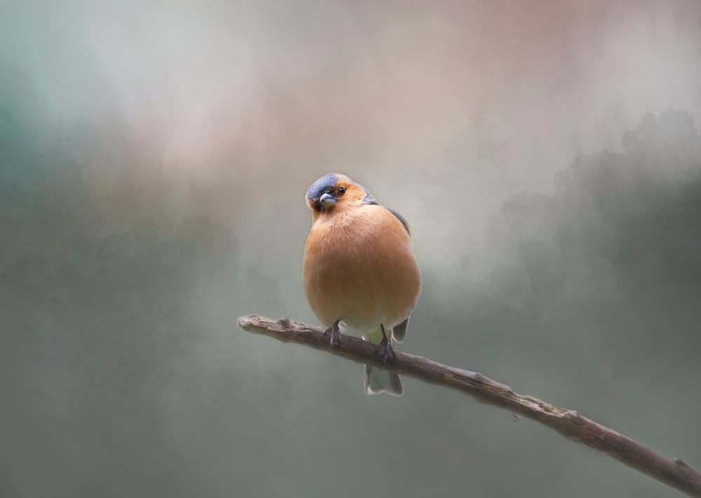 Male chaffinch post image
