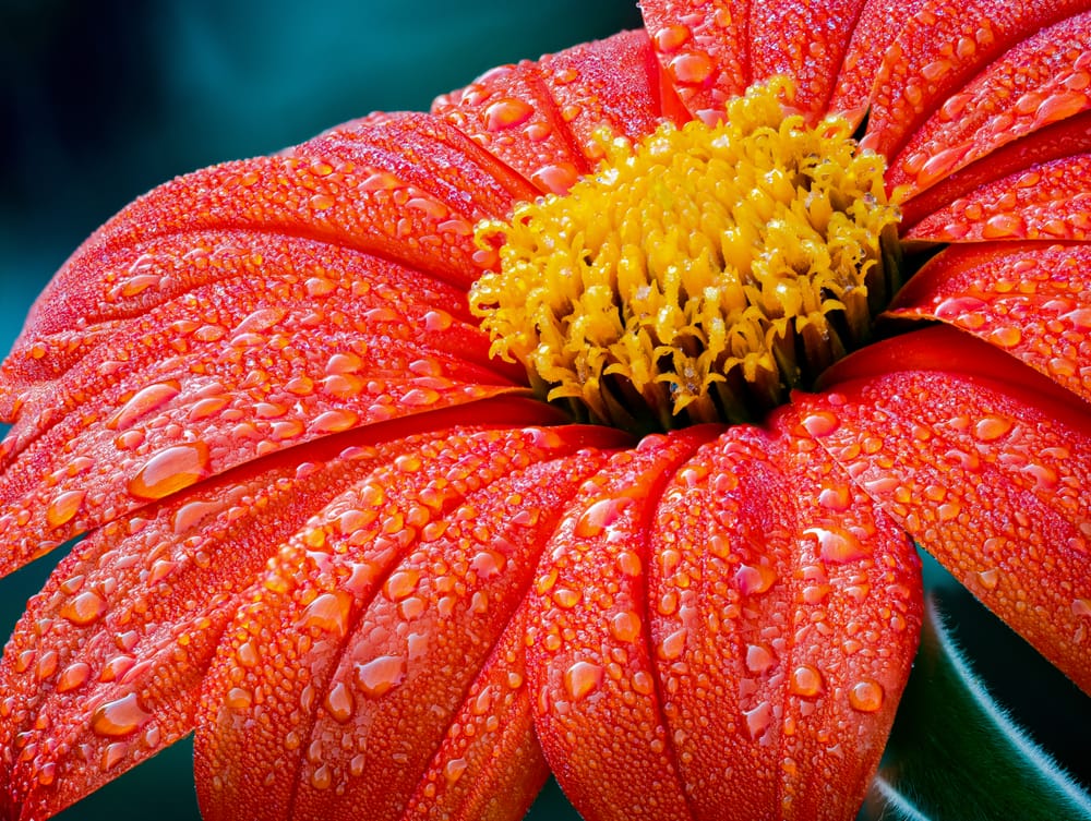 Mexican sunflower post image