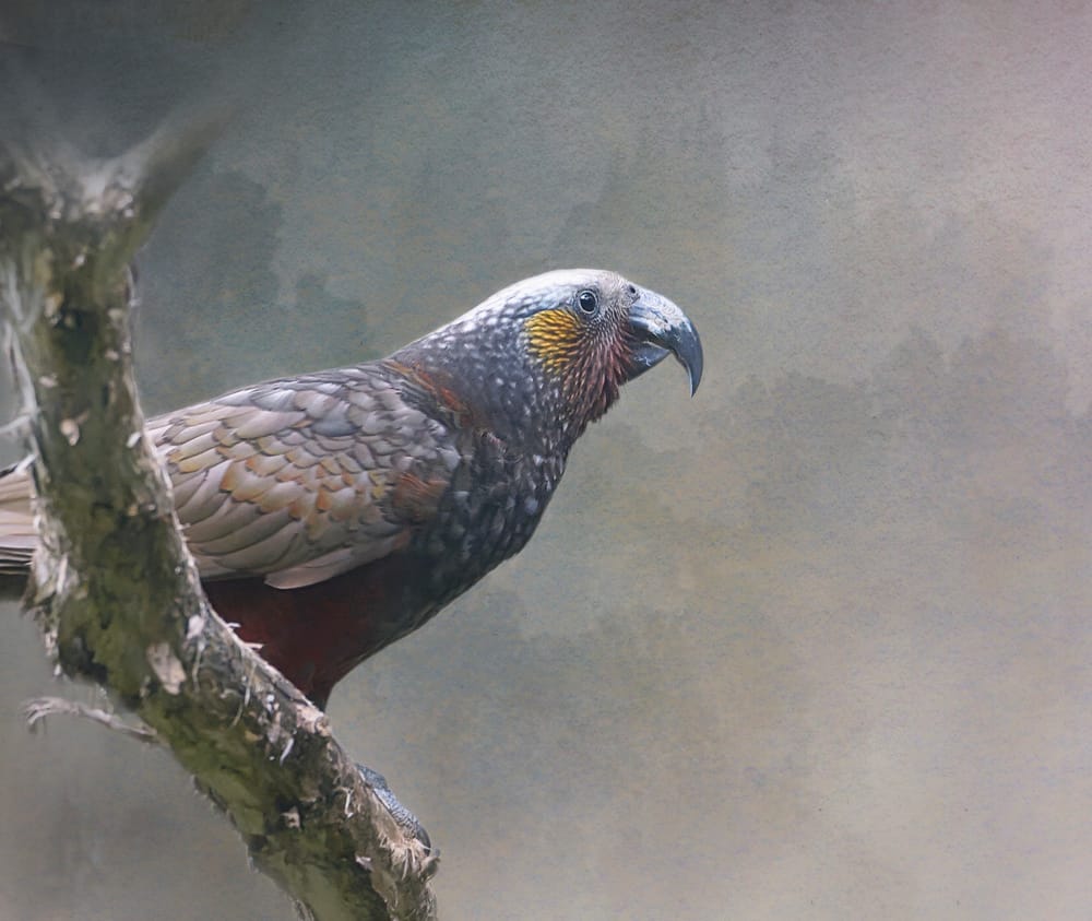 Kākā post image