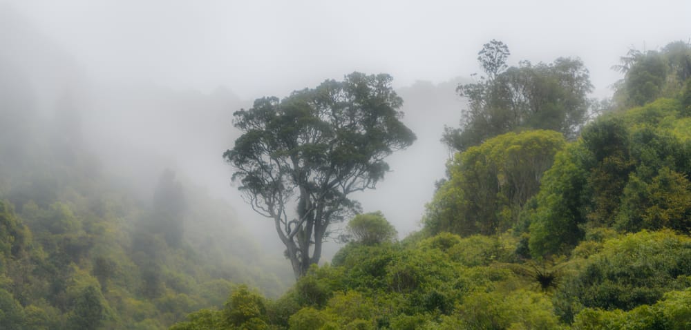 Mist over the Remutakas post image