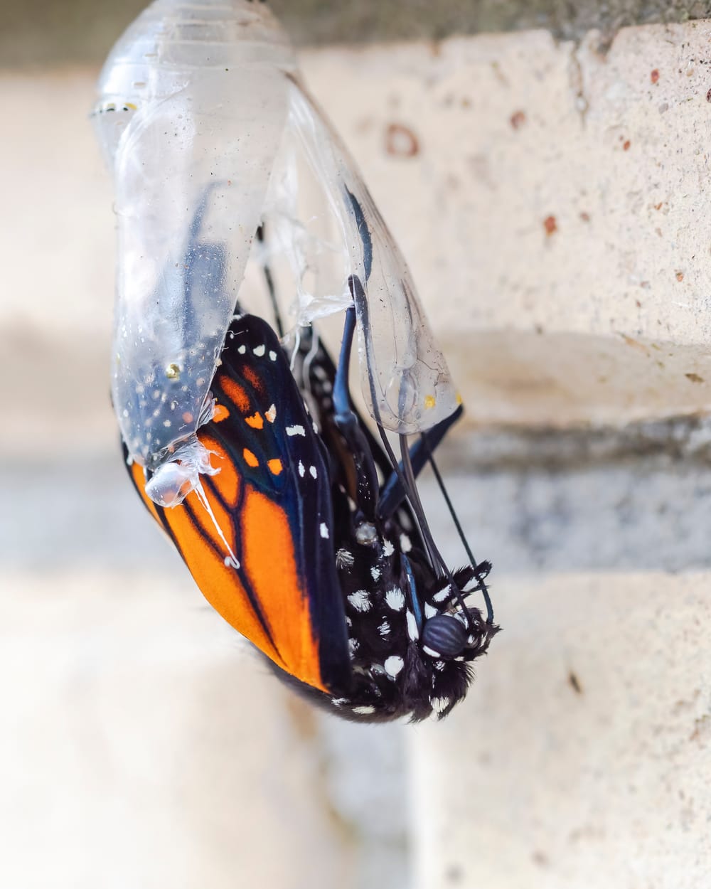 Monarch butterfly post image