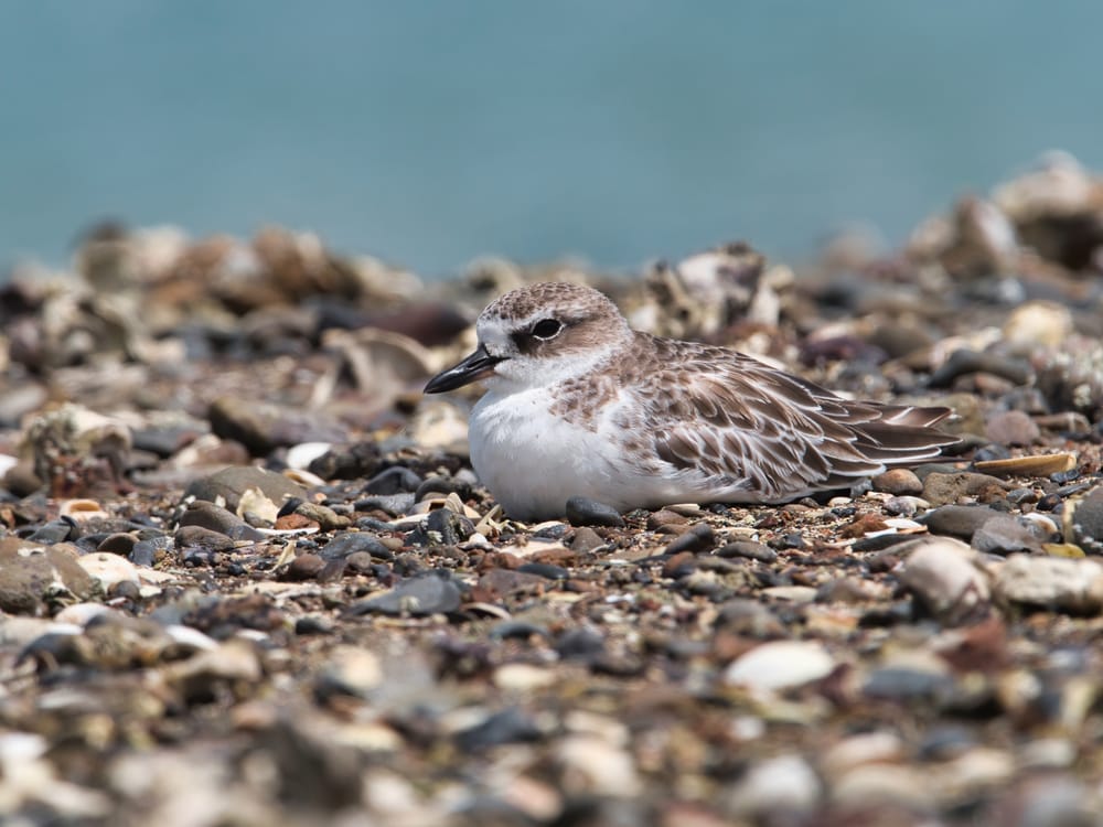 NZ dotterel post image