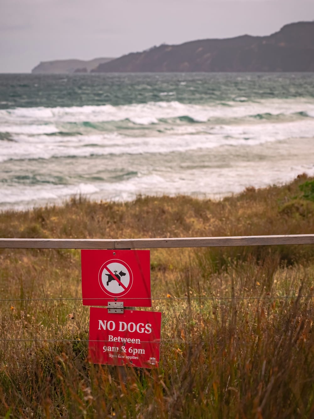 No Dogs sign post image