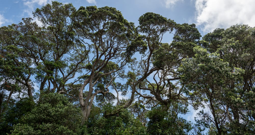 Northland Pohutukawa post image