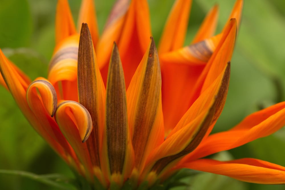Orange gazania post image