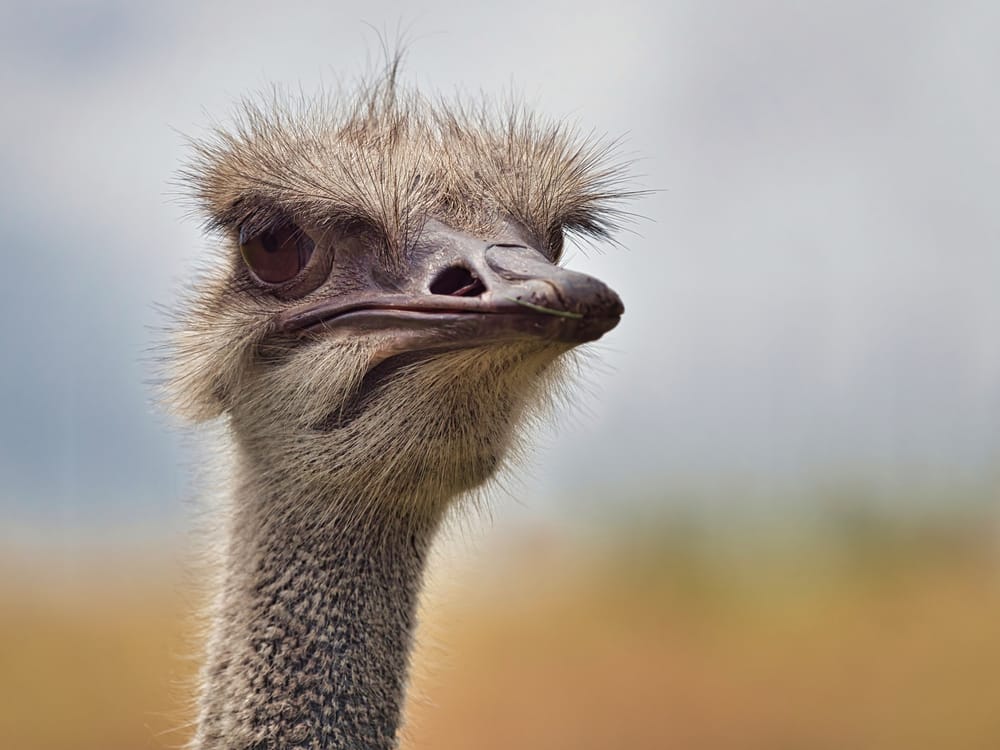 Ostrich post image