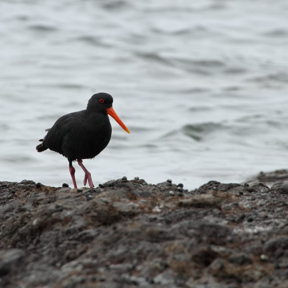 Oystercatcher on a rock post image