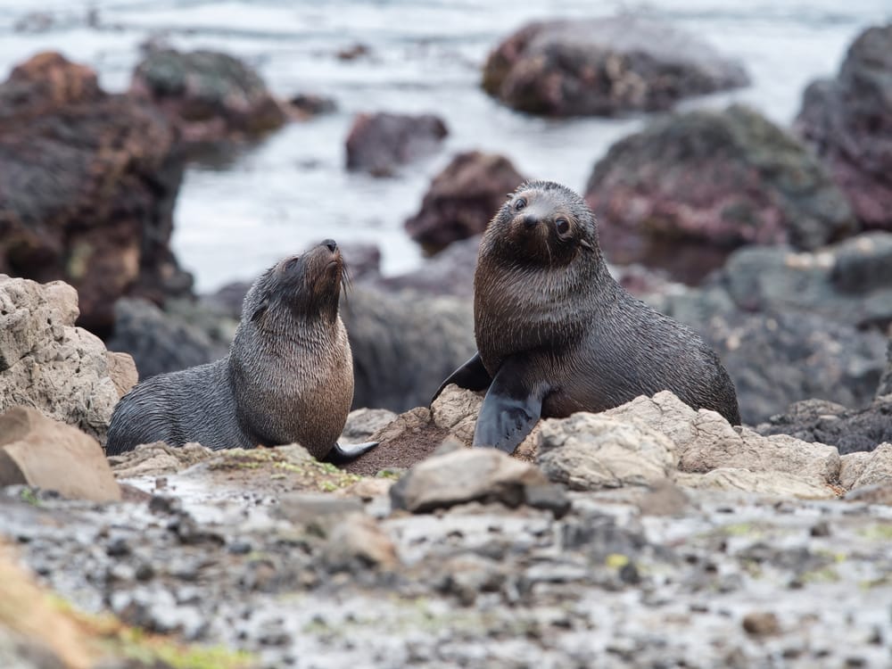Pair of young kekeno post image
