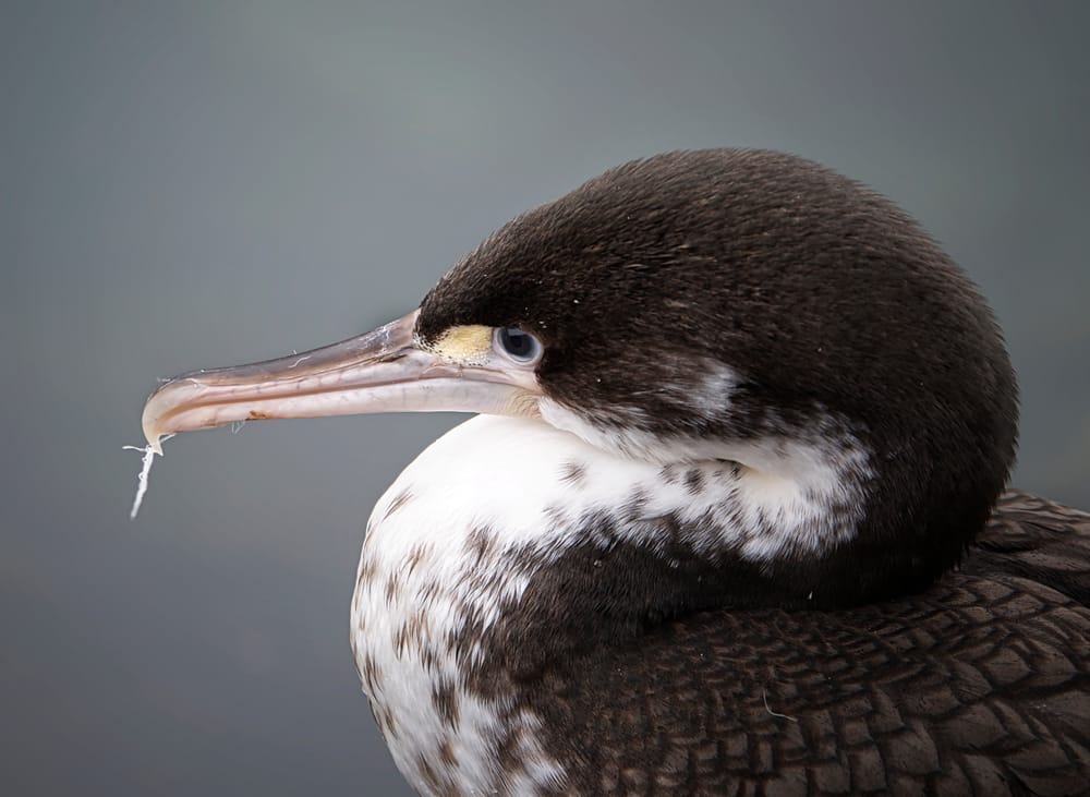 Pied shag post image