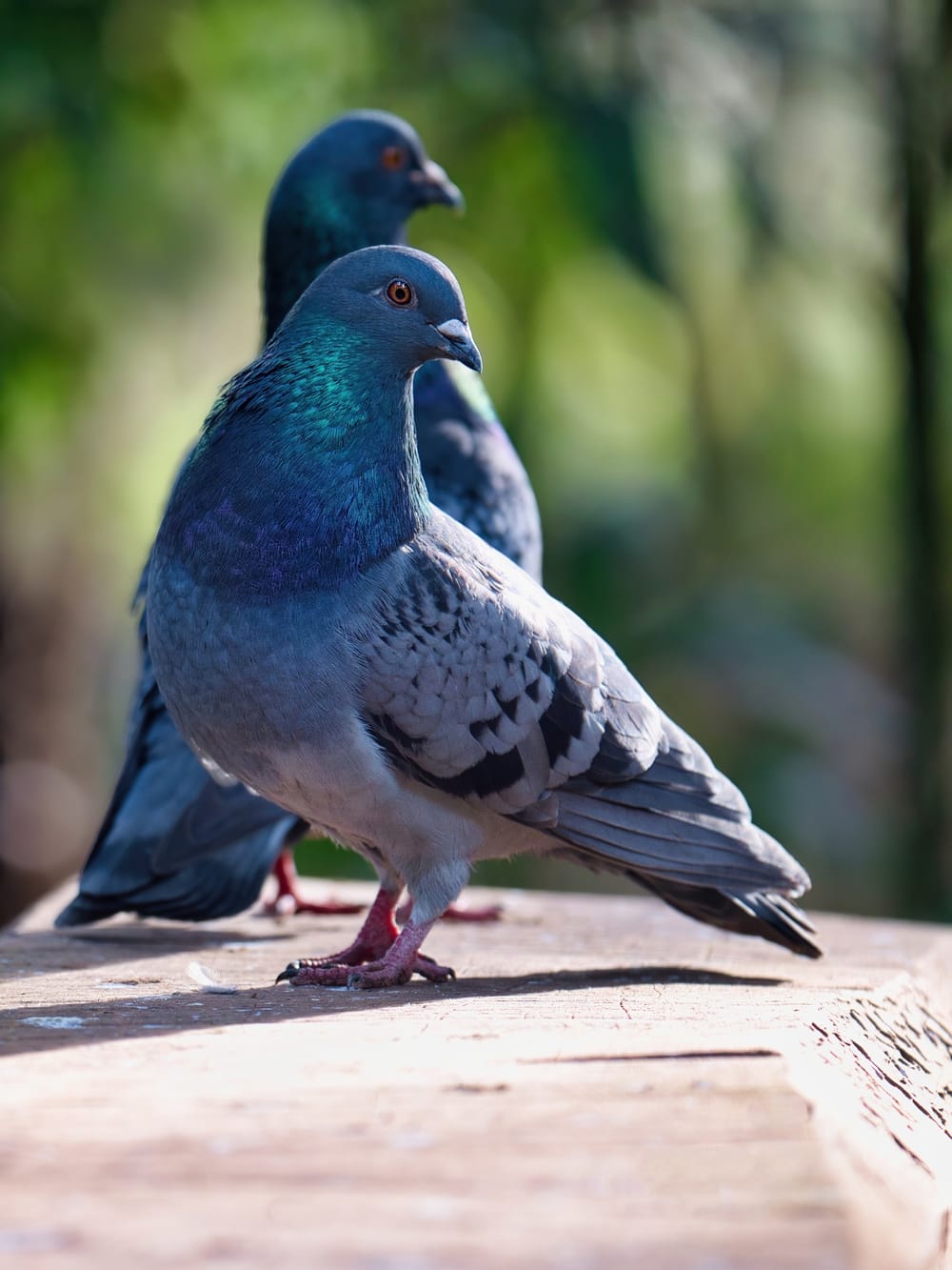 Pigeons in the morning sun post image