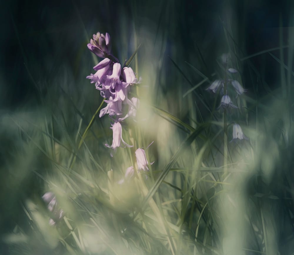 Pink bluebell post image