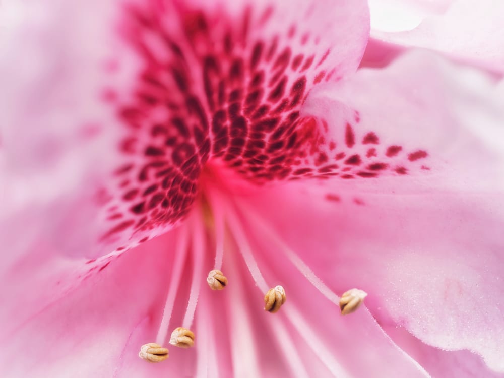 Pink rhododendron flower post image