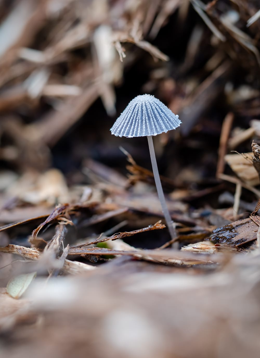 Pleated Inkcap mushroom post image