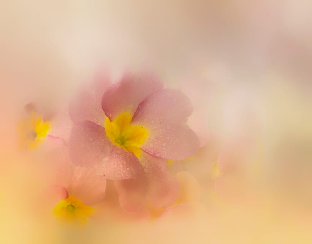 Primula post image