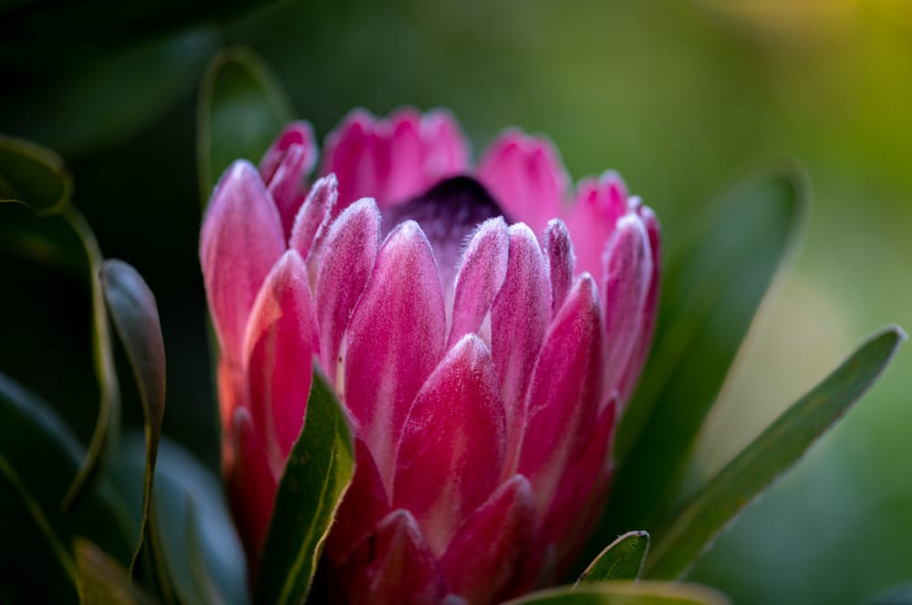 Protea pink post image