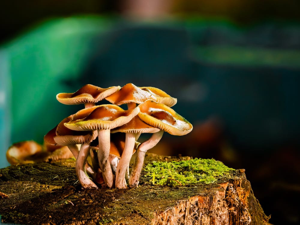 Psilocybe Subaeruginosa mushrooms post image