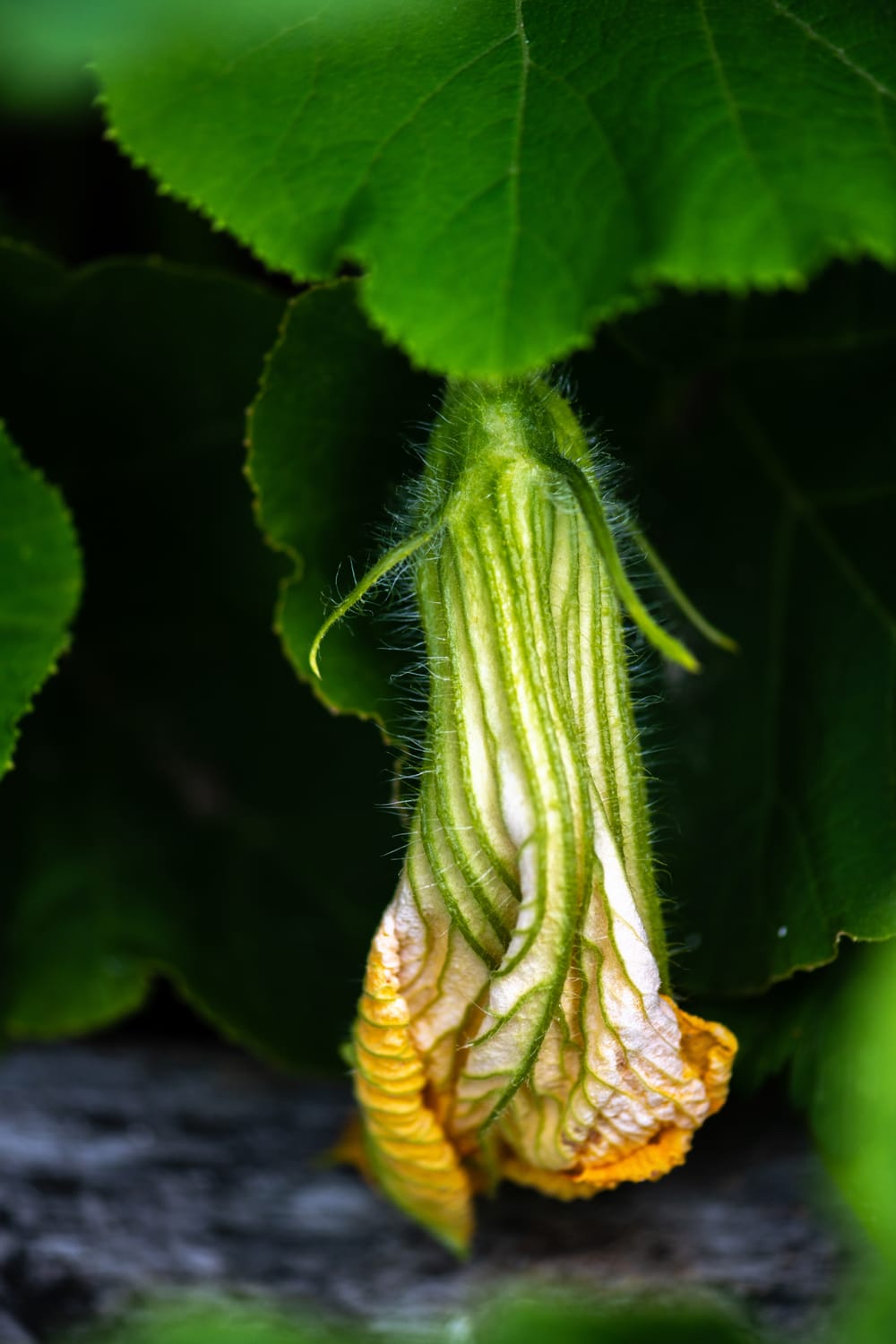 Pumpkin beginnings post image