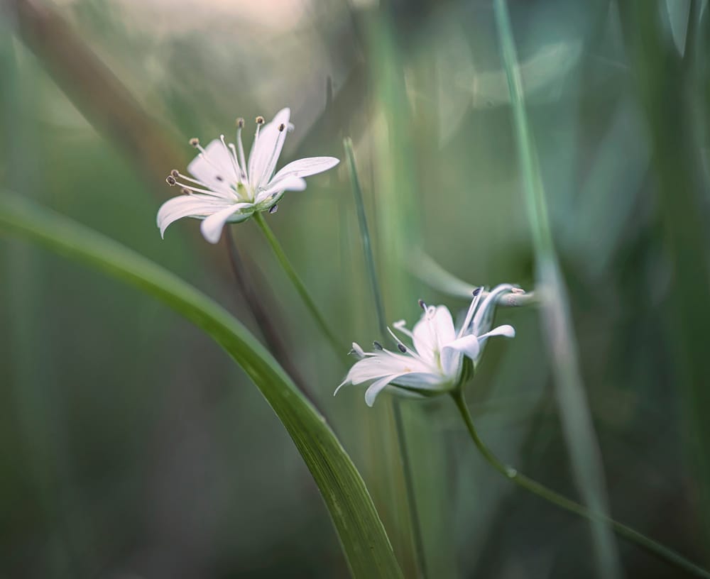 White wildflowers post image