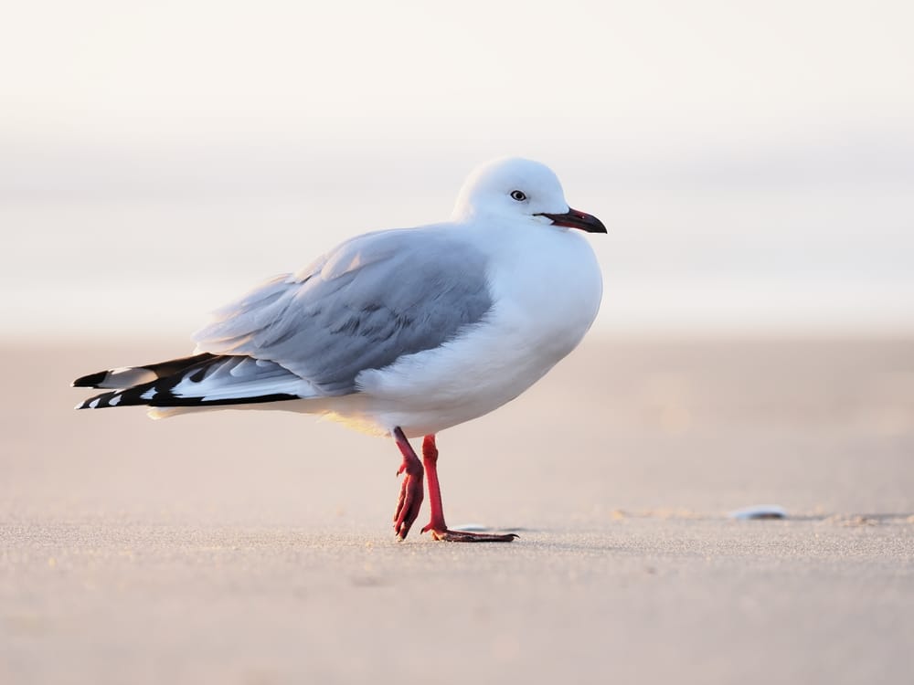 Seagull post image