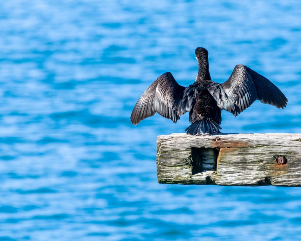 Shag Wellington post image