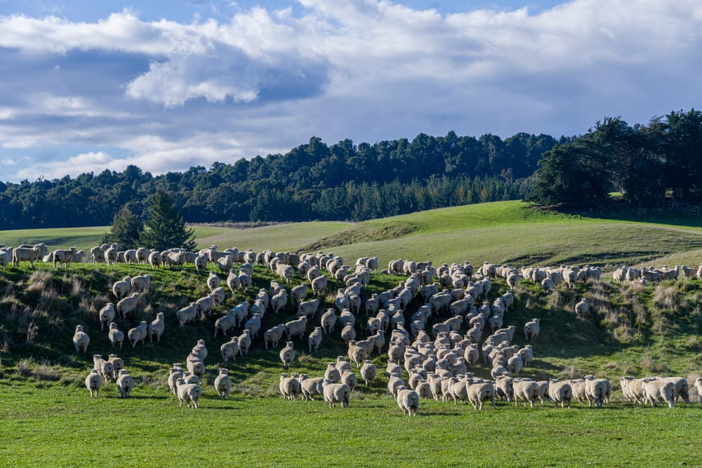 Sheep Central Plateau post image
