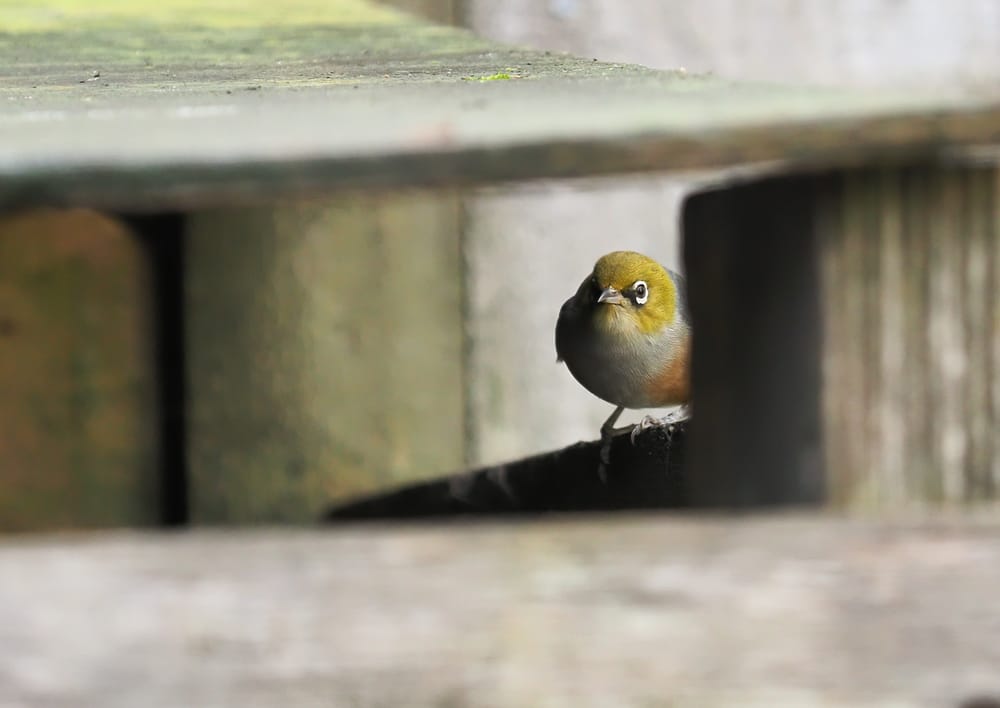Silvereye Tauhou post image