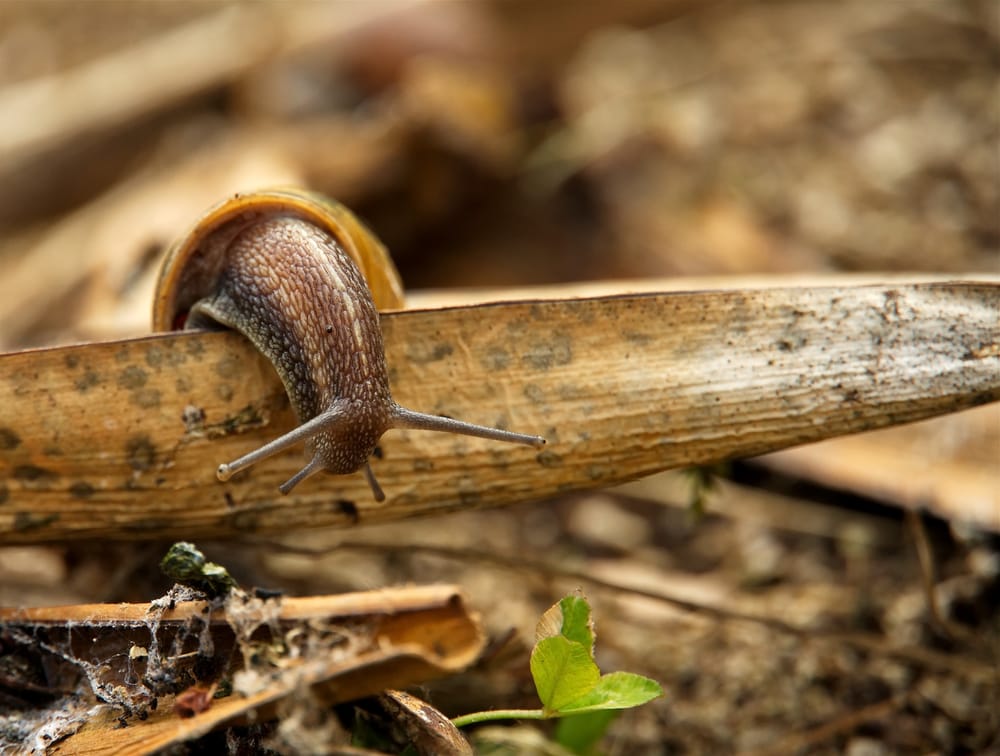 Snail climbing over a flax leaf post image