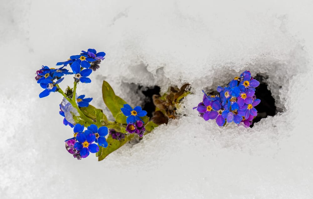 Snow on blue flowers post image