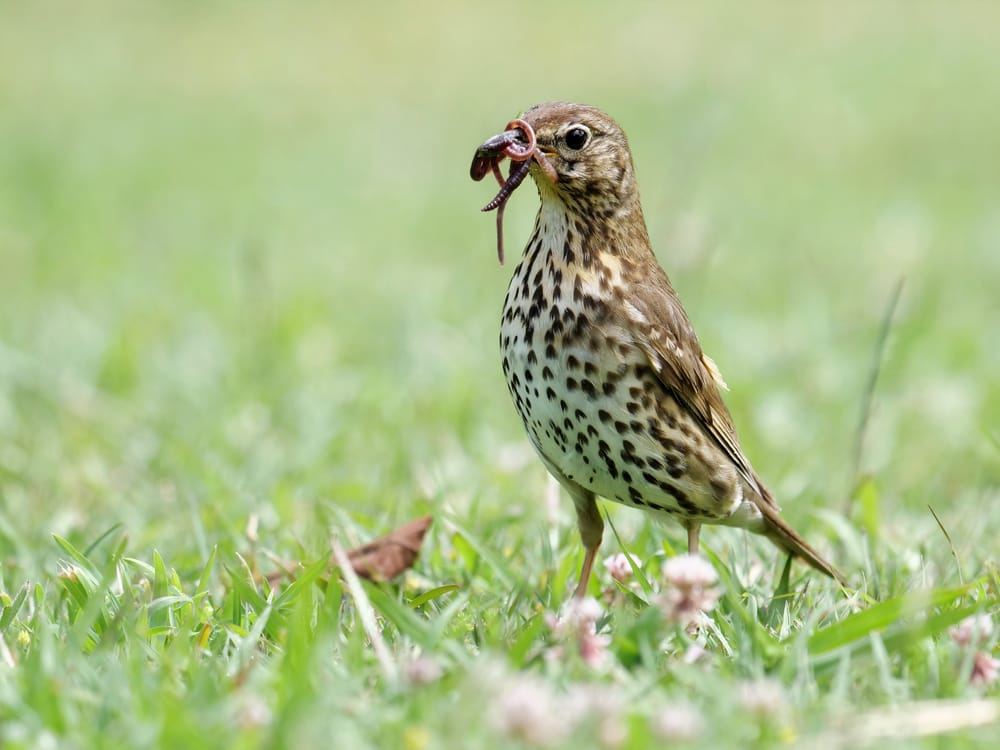Song thrush post image