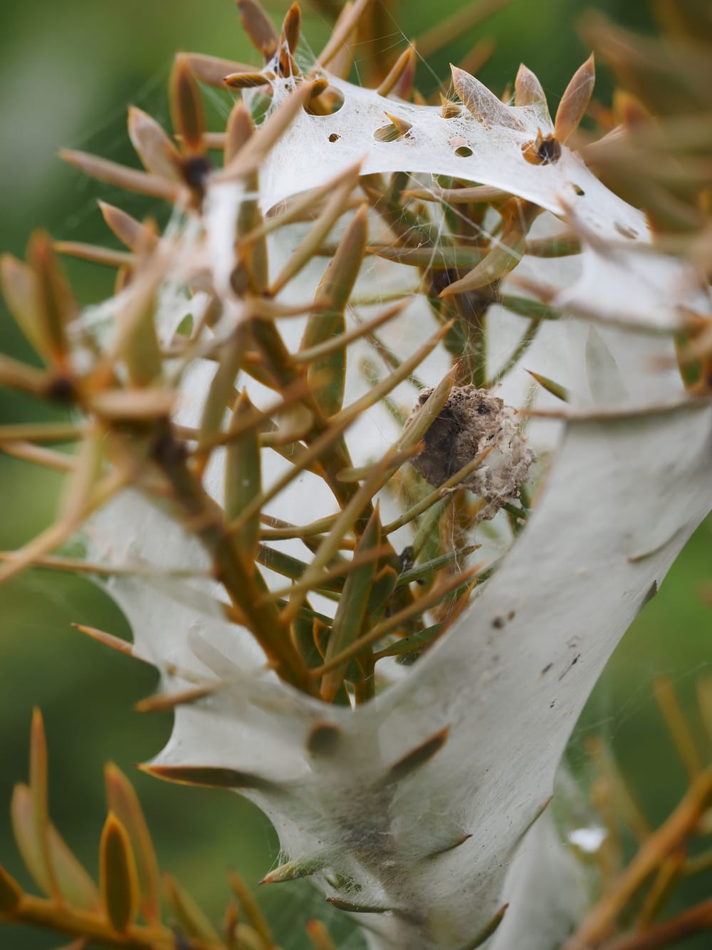 Spider web post image