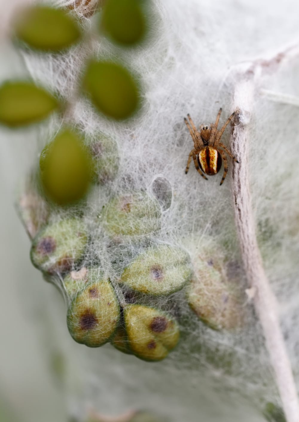 Spider Web Nest post image