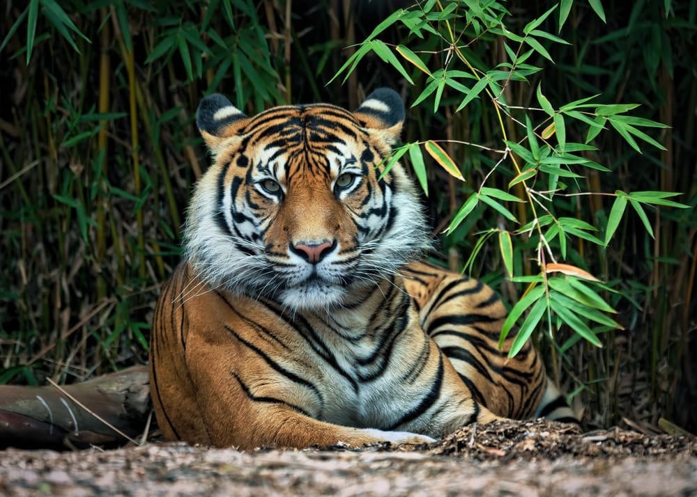 Sumatran tiger post image