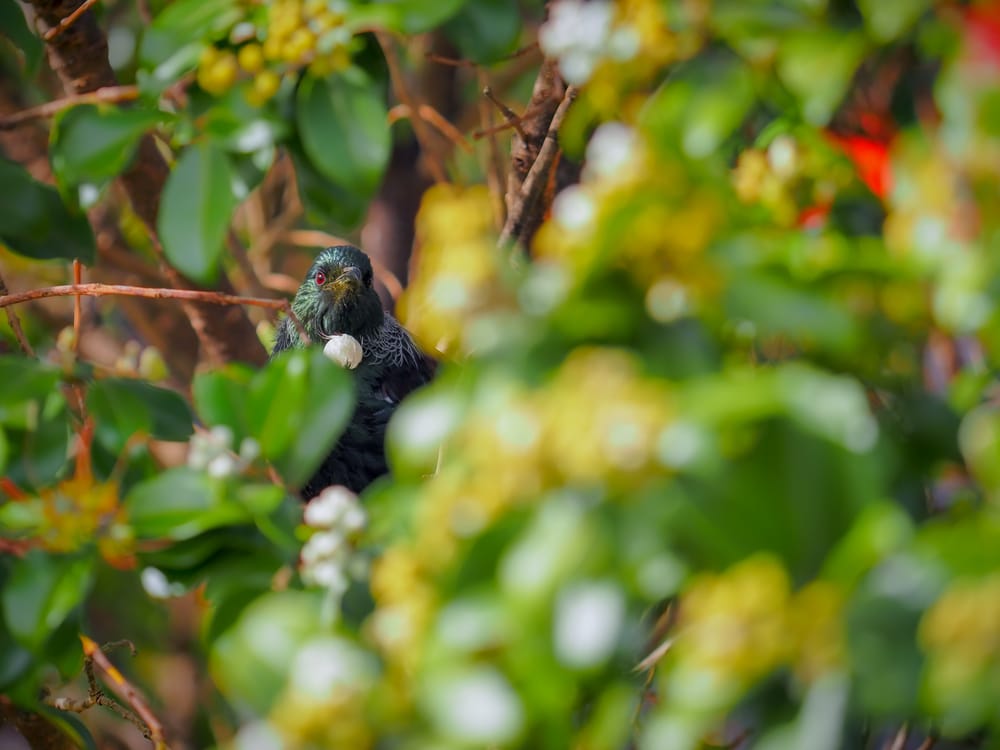 Tūī among foliage post image