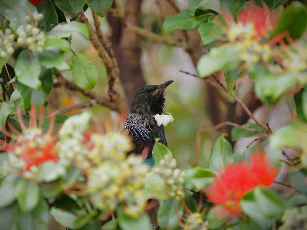 Tūī in flowering tree post image