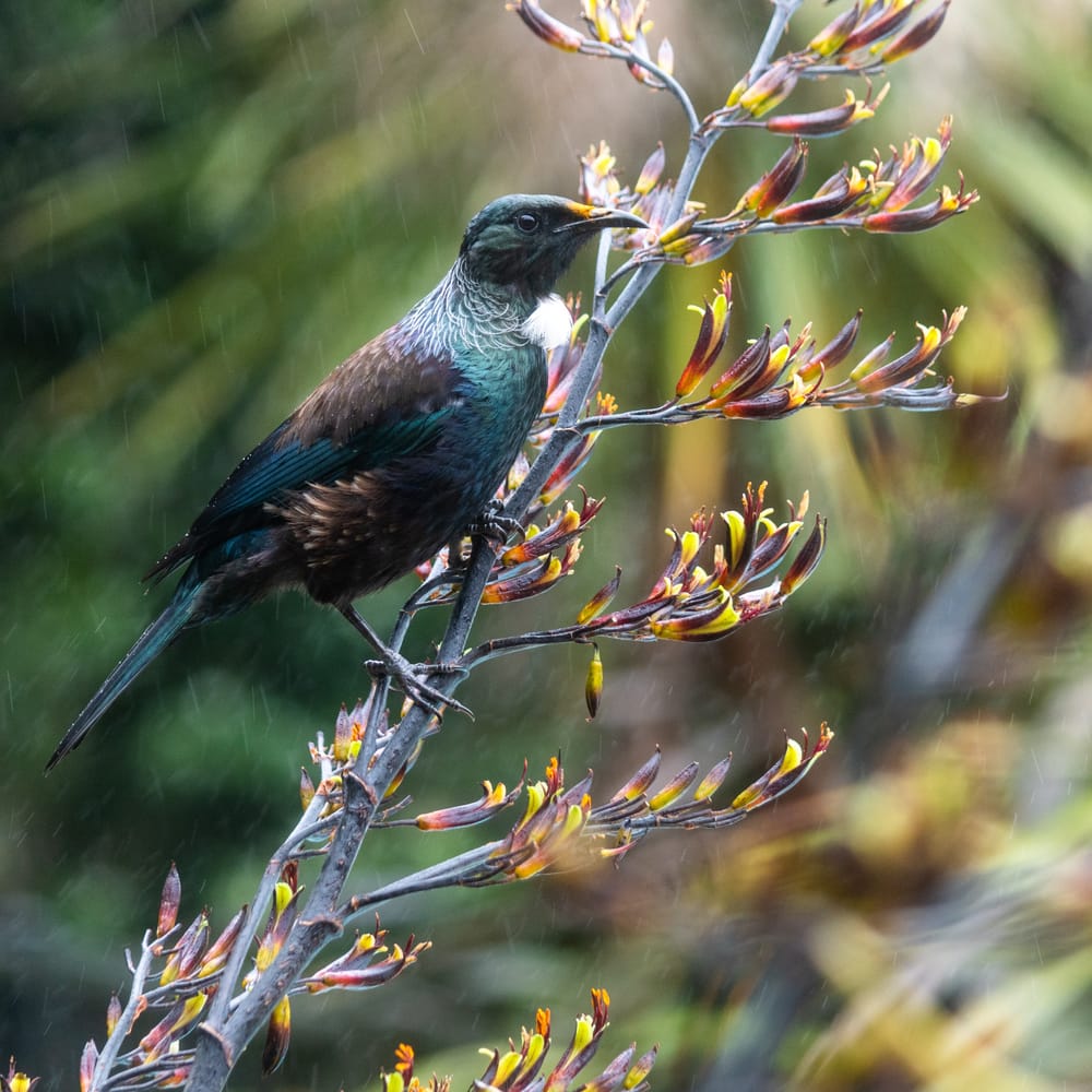 Tui in the rain post image
