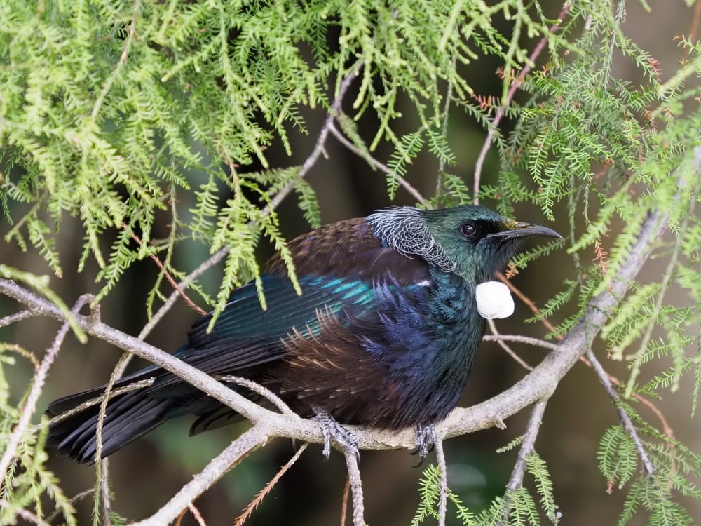 Tui post image