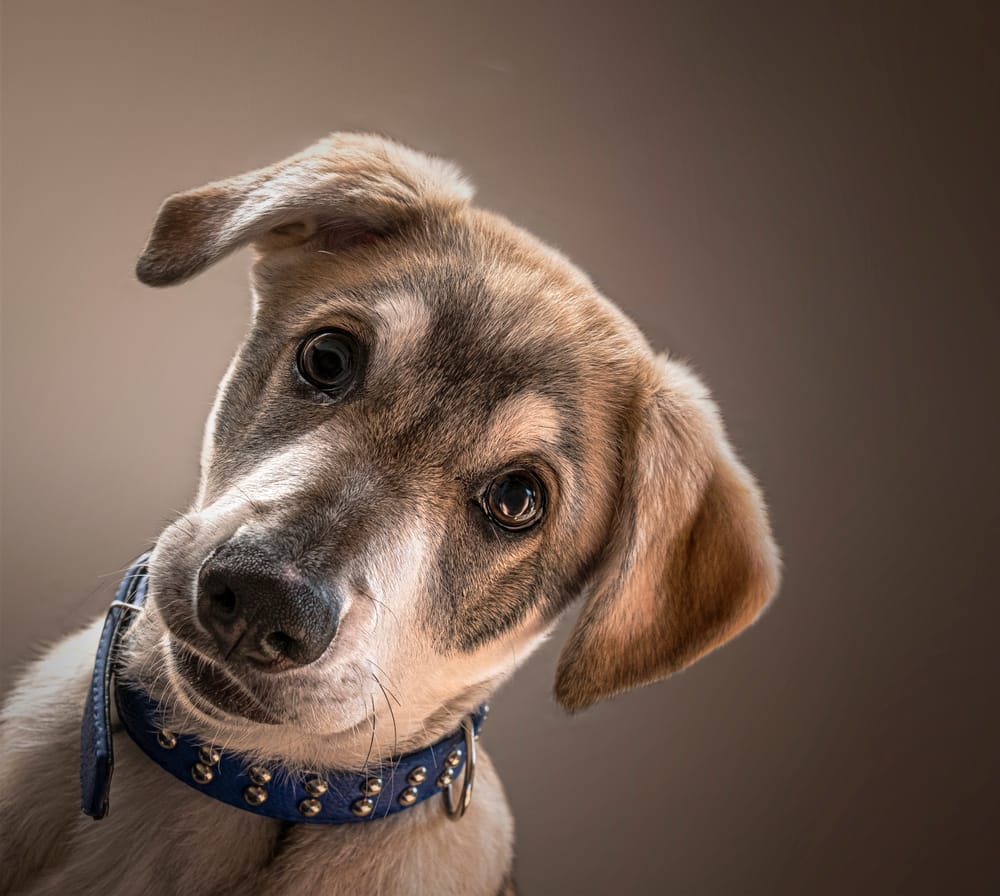 Young dog post image