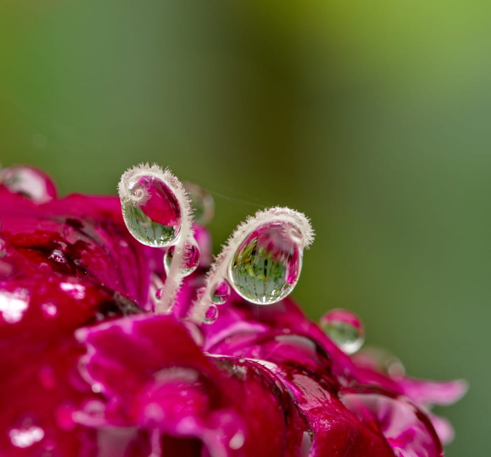 Water droplets on flower post image