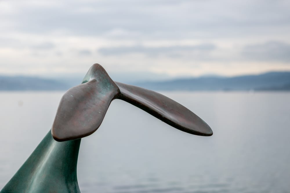 Whale's tail post image