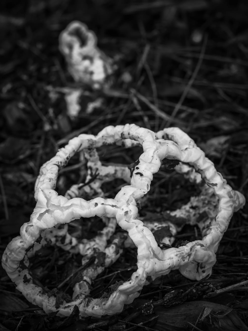 White basket fungus post image