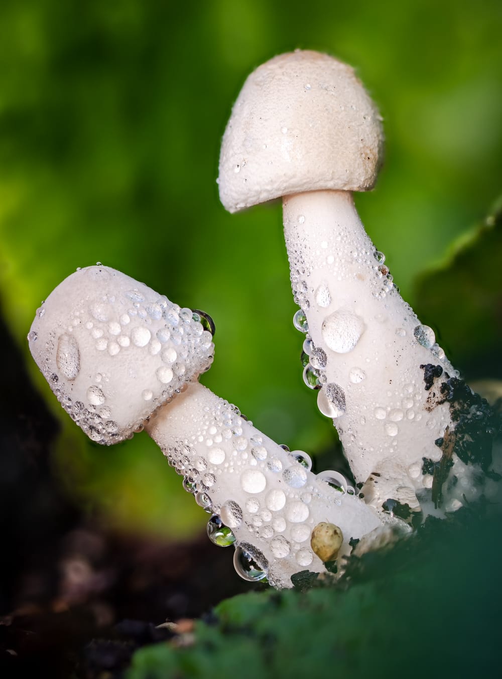 White mushrooms dew post image