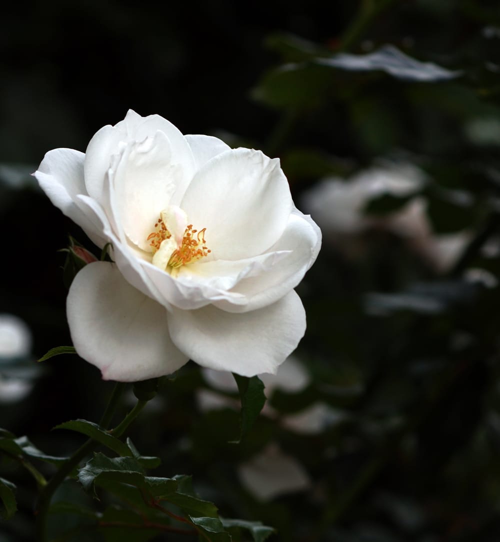 White rose post image