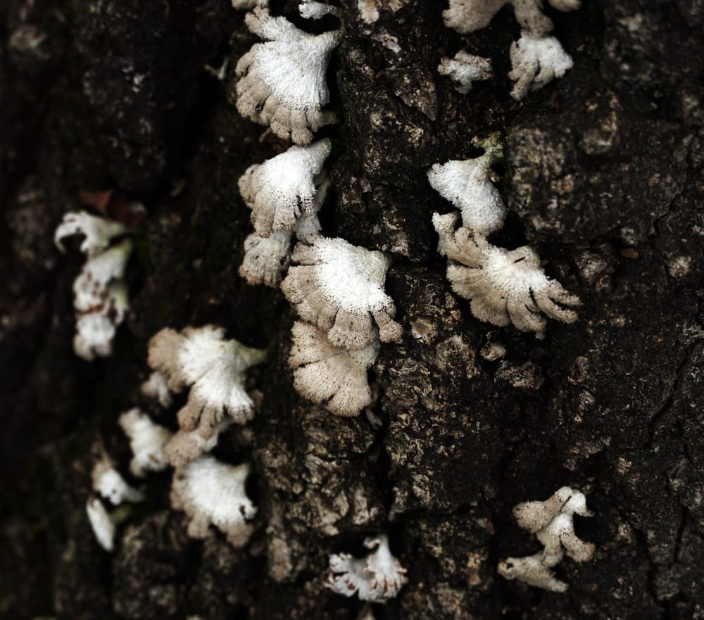 White fungi post image