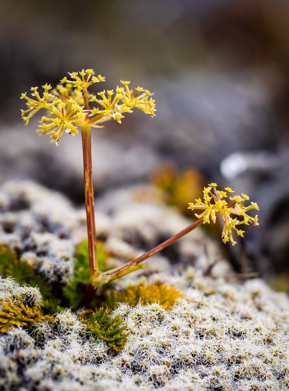 Yellow alpine mountain flower post image