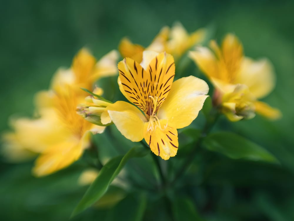 Yellow alstroemeria post image