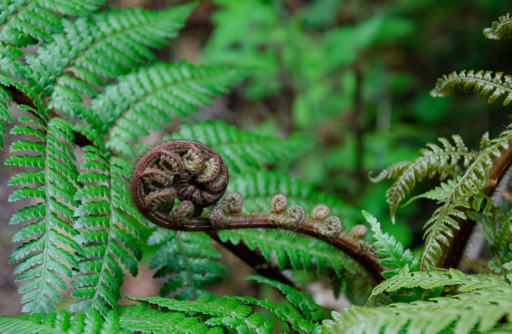 Ferns and lycophytes post image