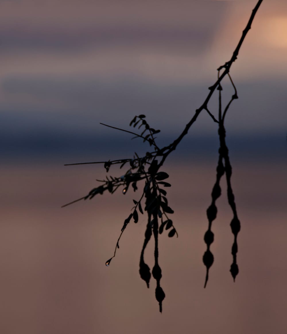 The Kowhai post image