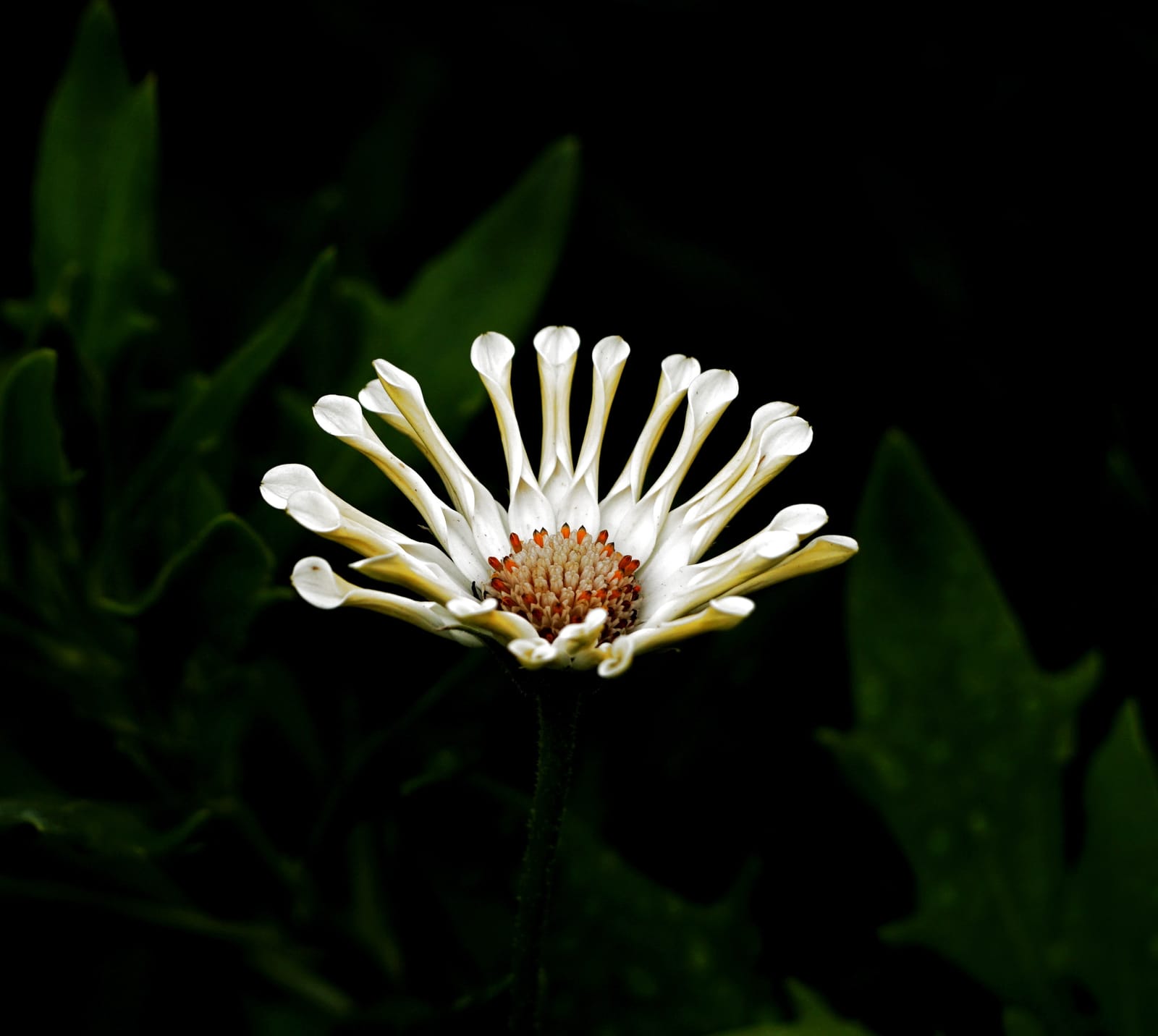 African daisy